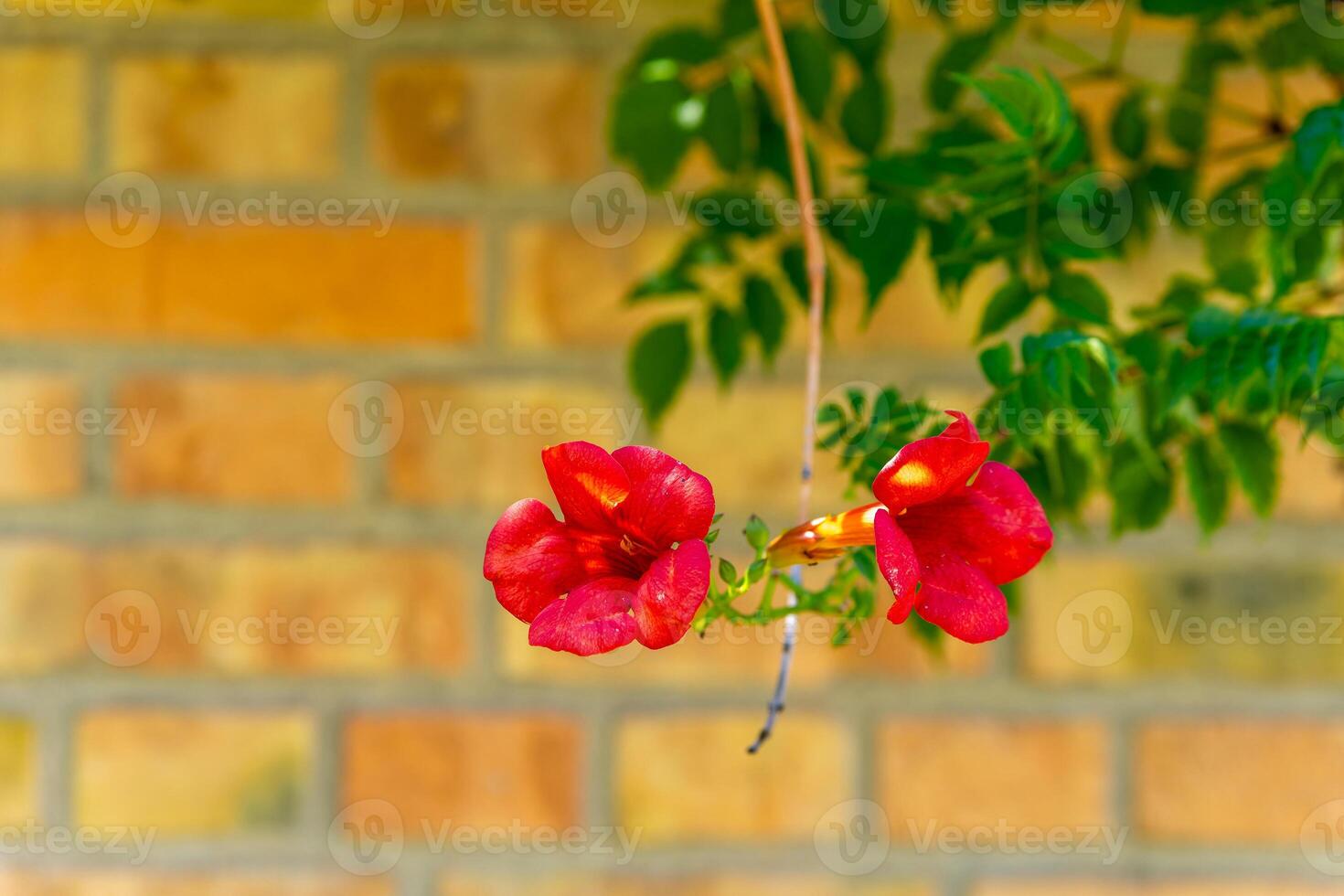 two red flowers are hanging from a branch photo