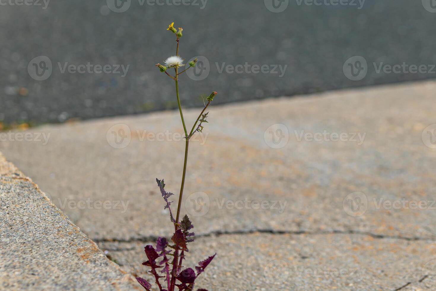 small plant is growing out of a crack in the sidewalk photo