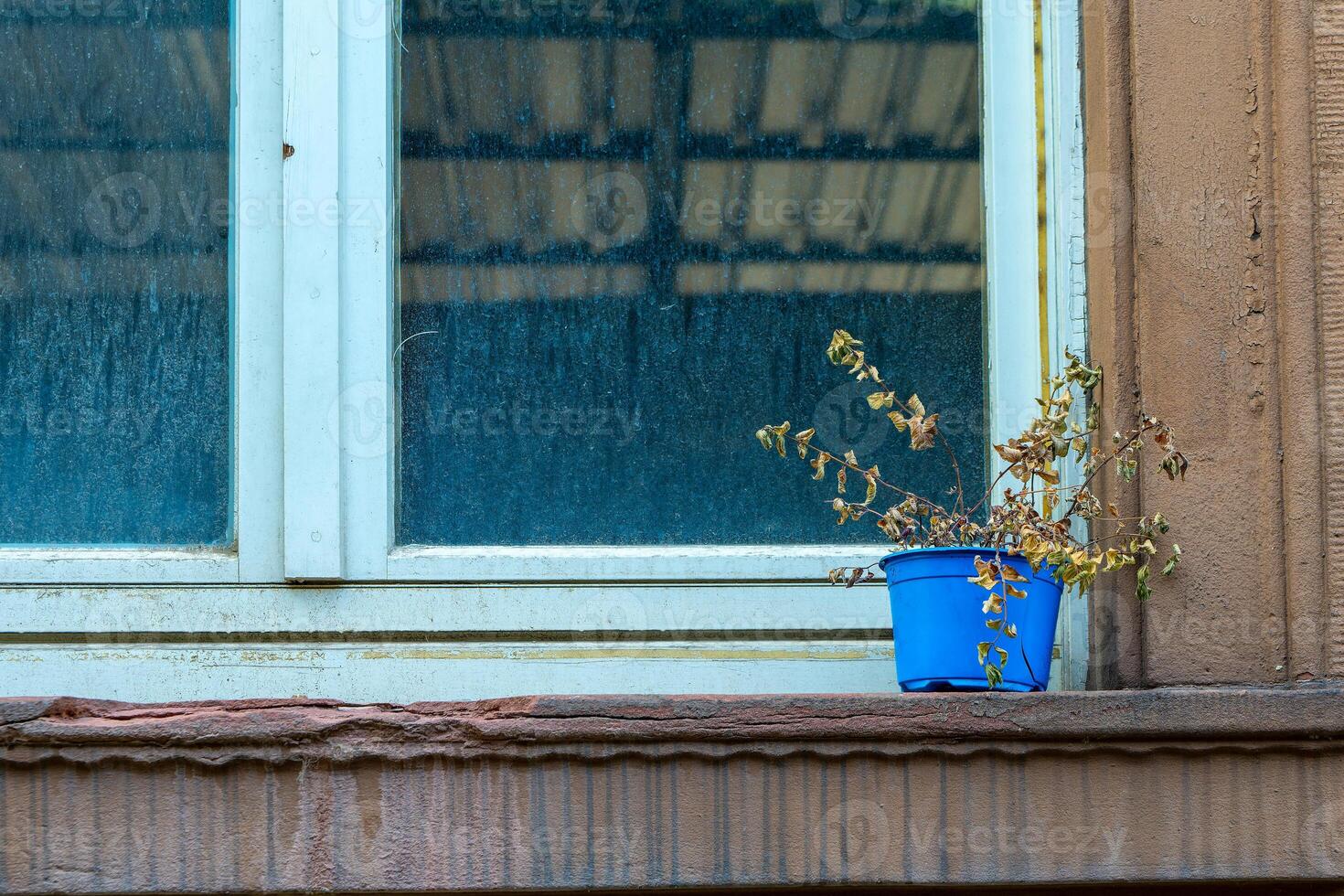 blue pot with a old plant is on a window sill photo