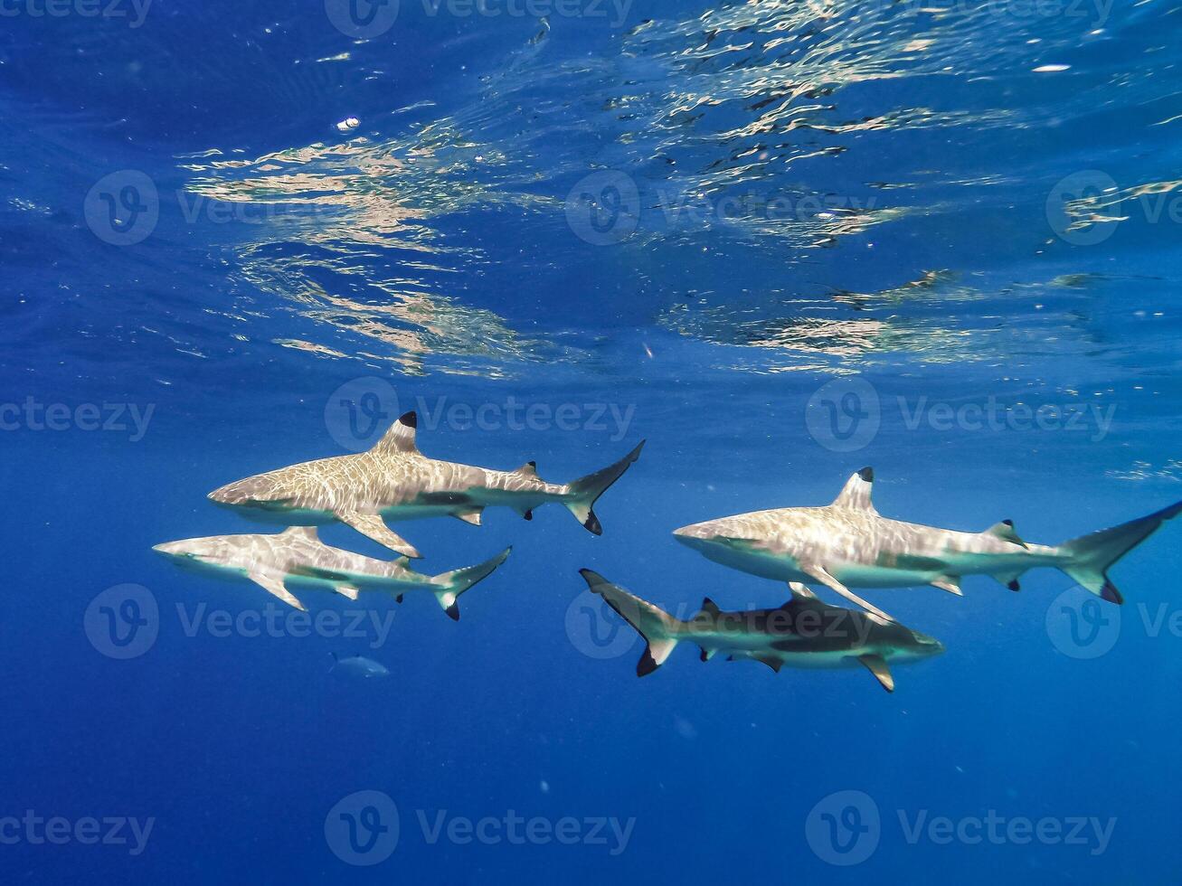 Sharks swimming in Bora Bora Island in French Polynesia during snorkeling on this island paradise and turquoise blue water. photo