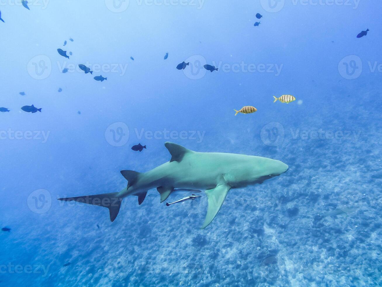 Sharks swimming in Bora Bora Island in French Polynesia during snorkeling on this island paradise and turquoise blue water. photo