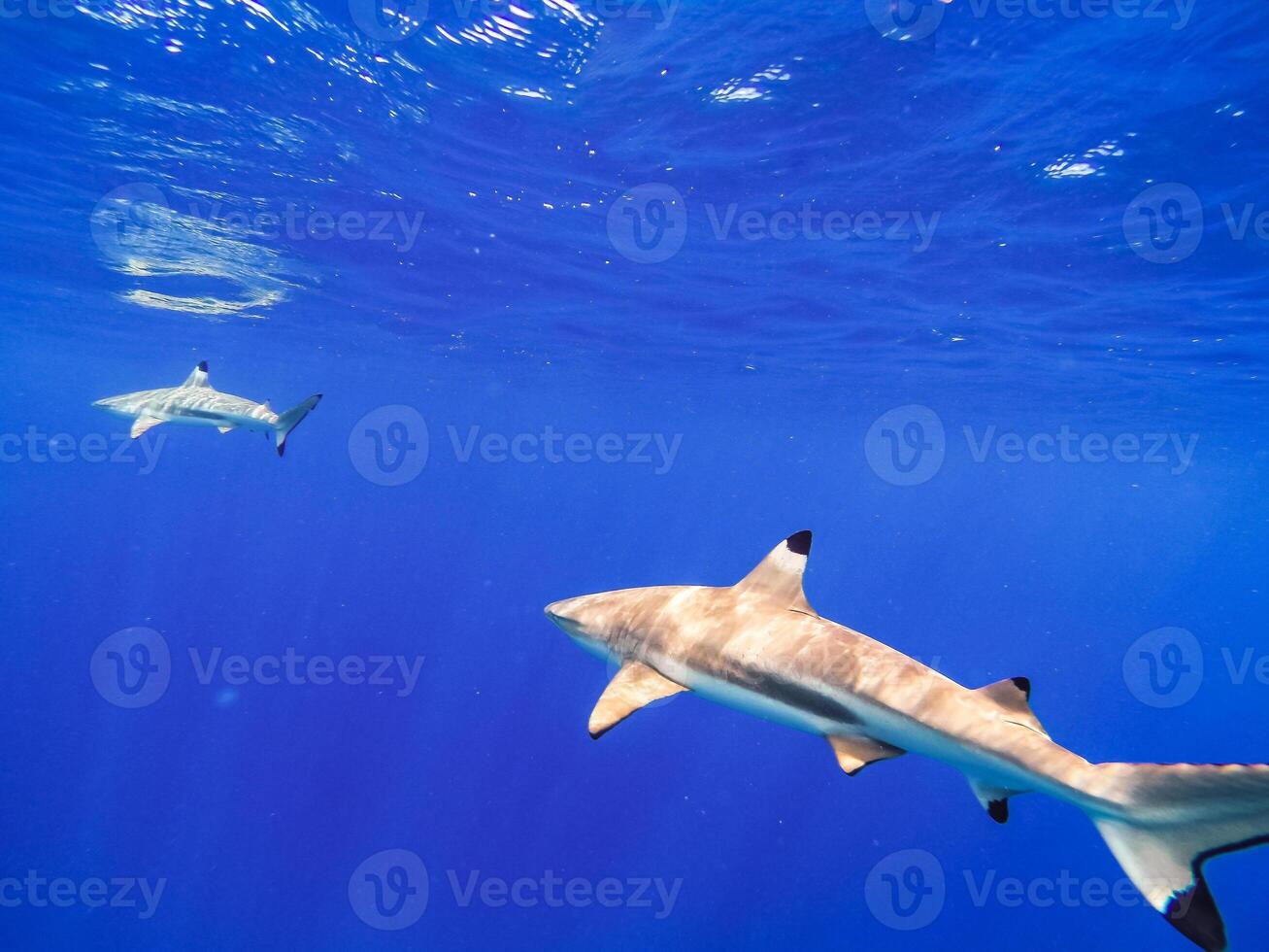 Sharks swimming in Bora Bora Island in French Polynesia during snorkeling on this island paradise and turquoise blue water. photo