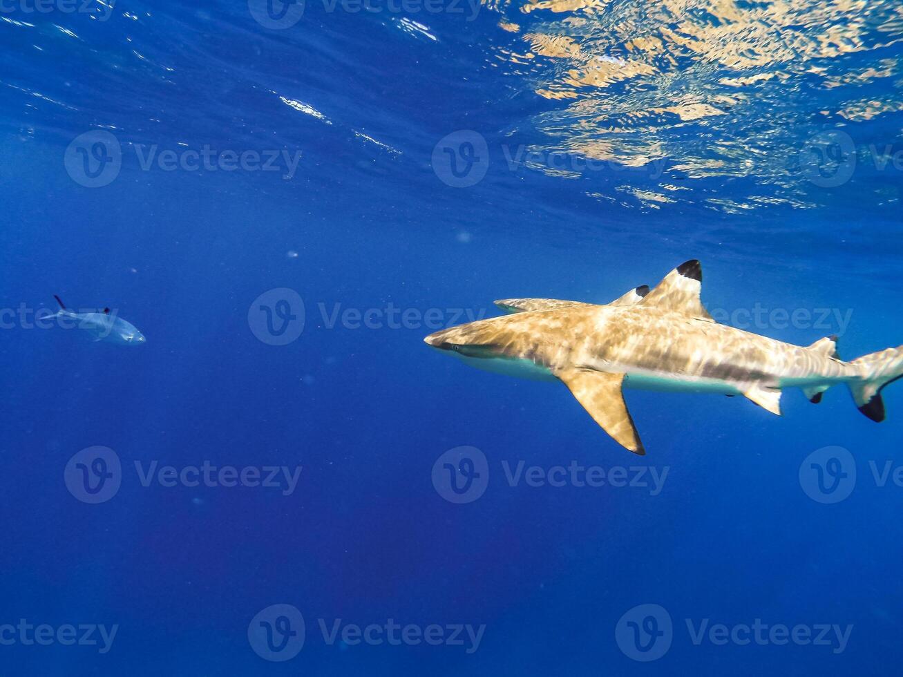 Sharks swimming in Bora Bora Island in French Polynesia during snorkeling on this island paradise and turquoise blue water. photo