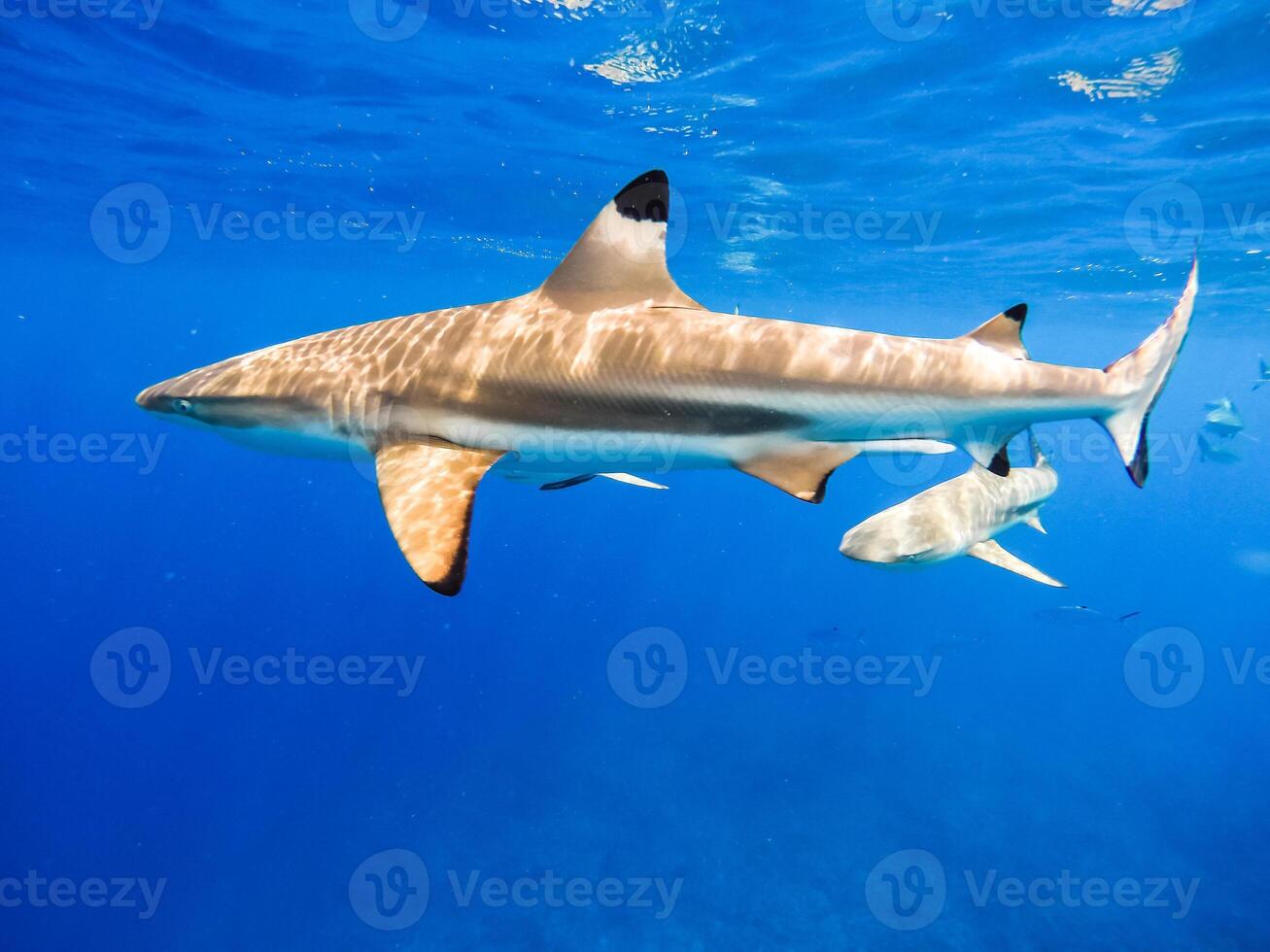 Sharks swimming in Bora Bora Island in French Polynesia during snorkeling on this island paradise and turquoise blue water. photo