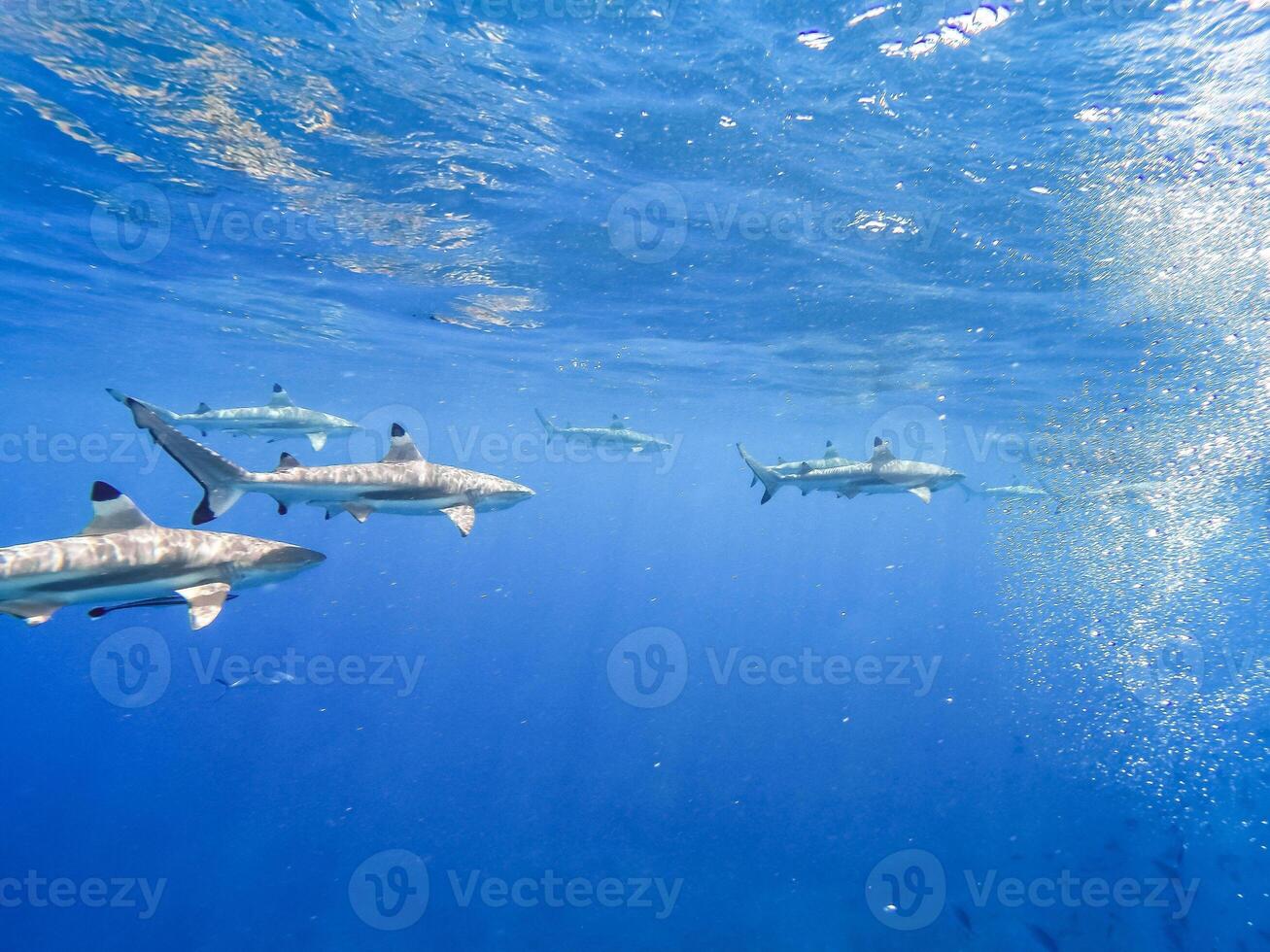 Sharks swimming in Bora Bora Island in French Polynesia during snorkeling on this island paradise and turquoise blue water. photo