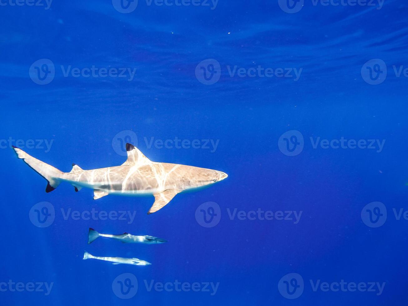 Sharks swimming in Bora Bora Island in French Polynesia during snorkeling on this island paradise and turquoise blue water. photo