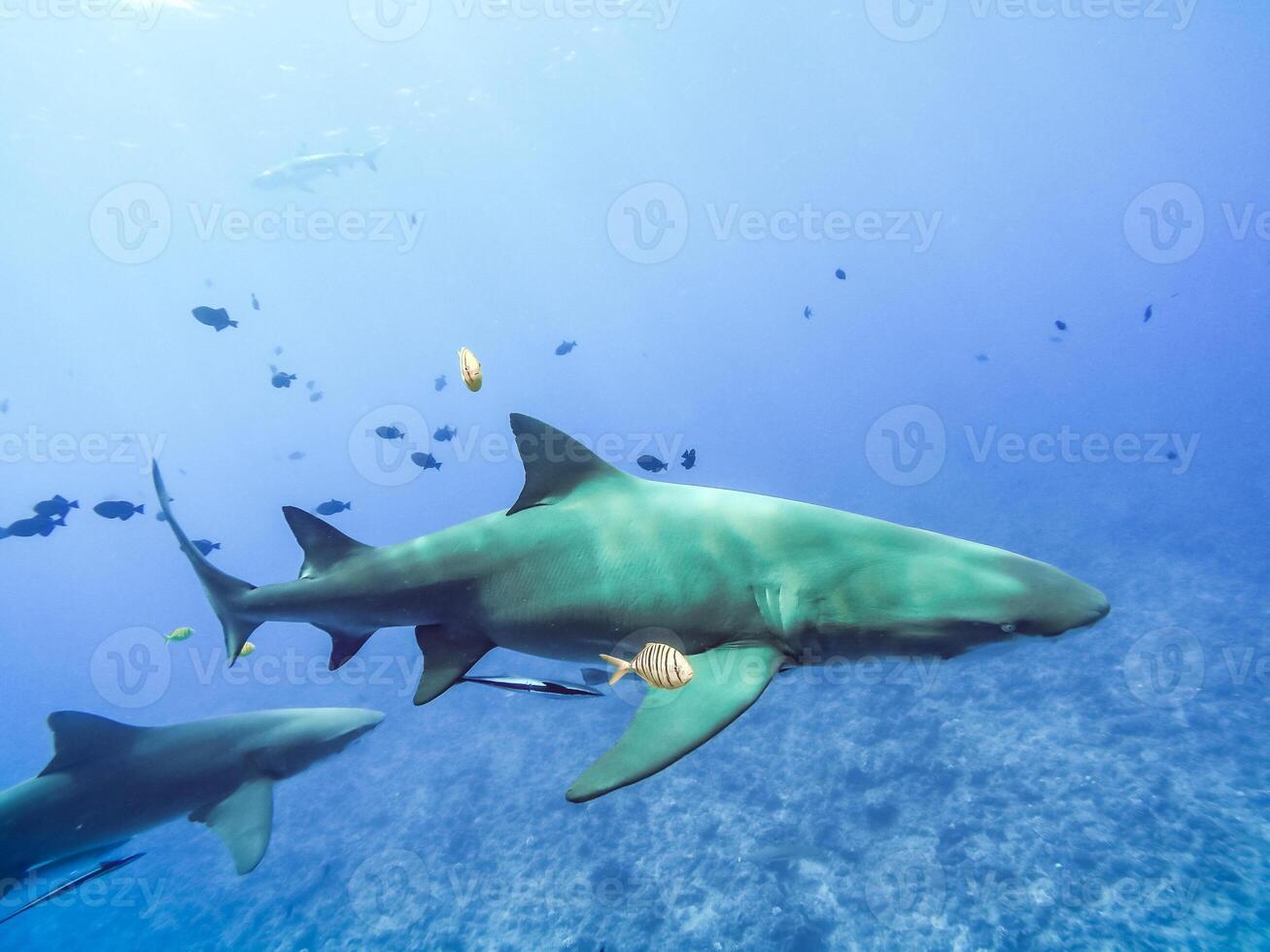 Sharks swimming in Bora Bora Island in French Polynesia during snorkeling on this island paradise and turquoise blue water. photo