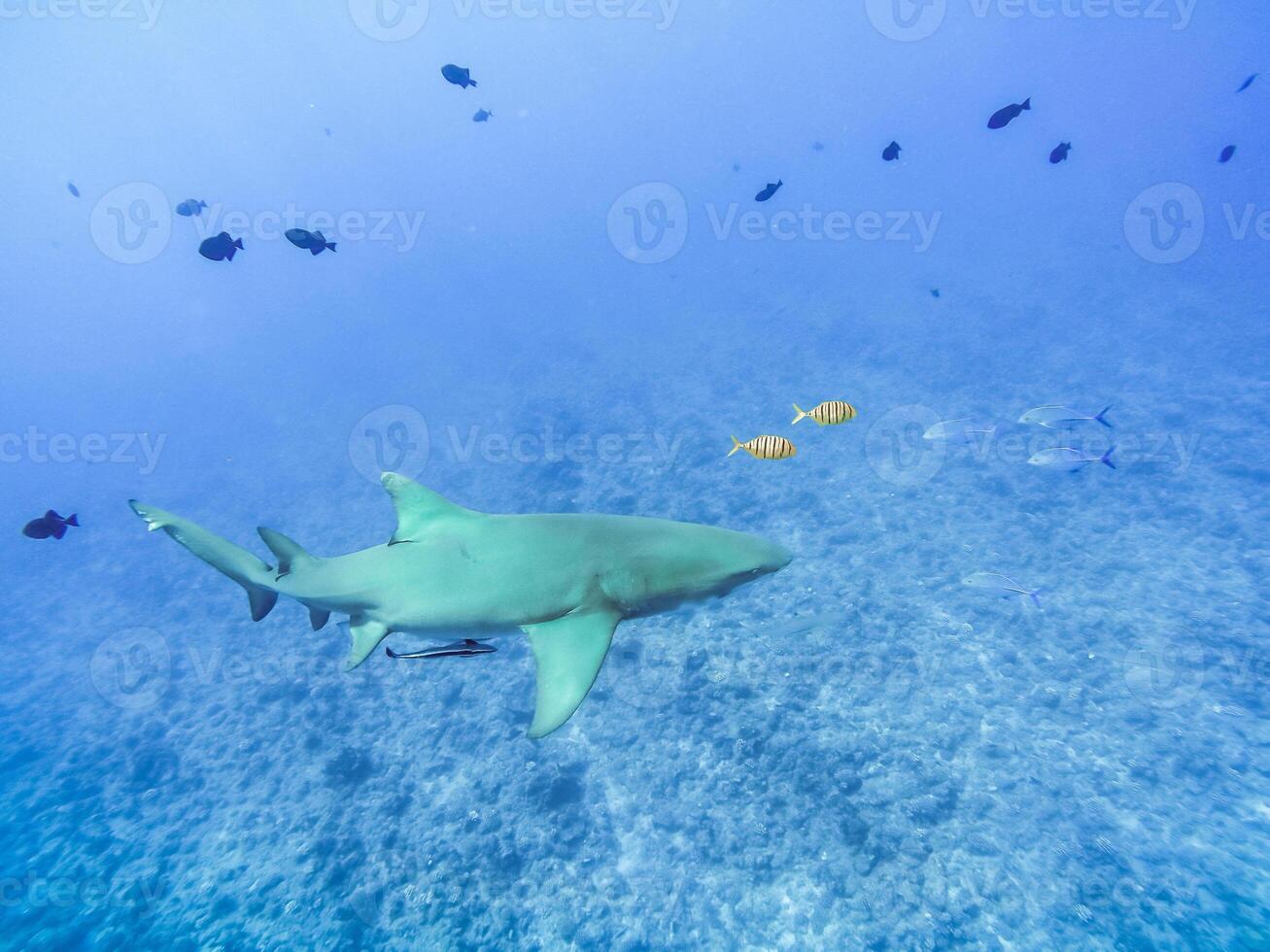 Sharks swimming in Bora Bora Island in French Polynesia during snorkeling on this island paradise and turquoise blue water. photo