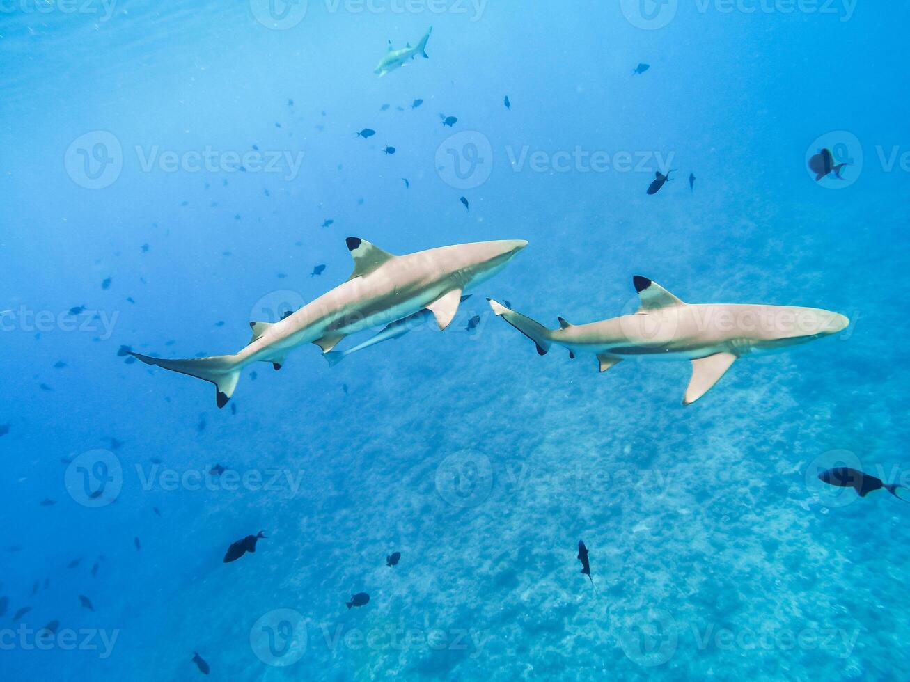 Sharks swimming in Bora Bora Island in French Polynesia during snorkeling on this island paradise and turquoise blue water. photo