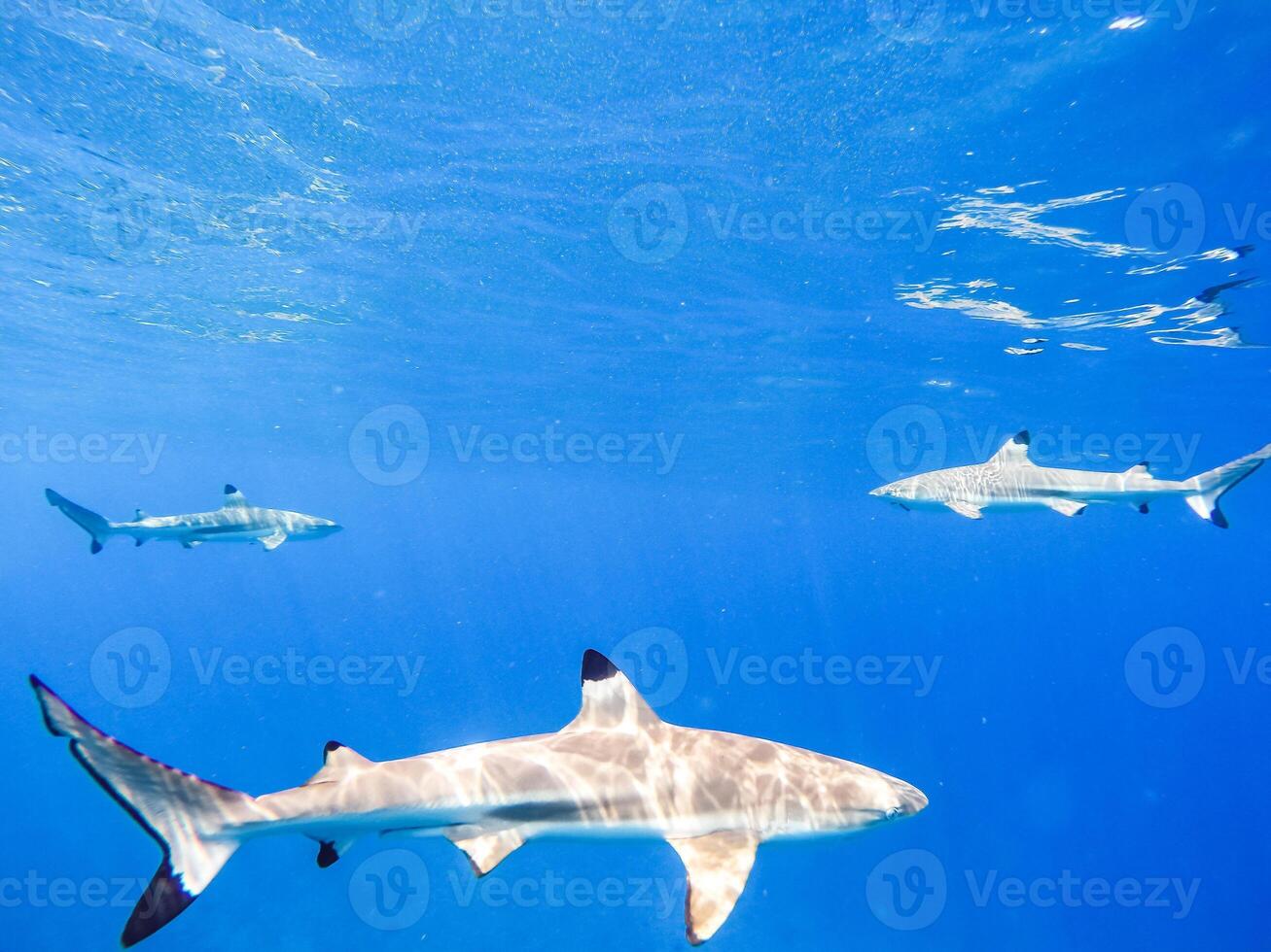 Sharks swimming in Bora Bora Island in French Polynesia during snorkeling on this island paradise and turquoise blue water. photo