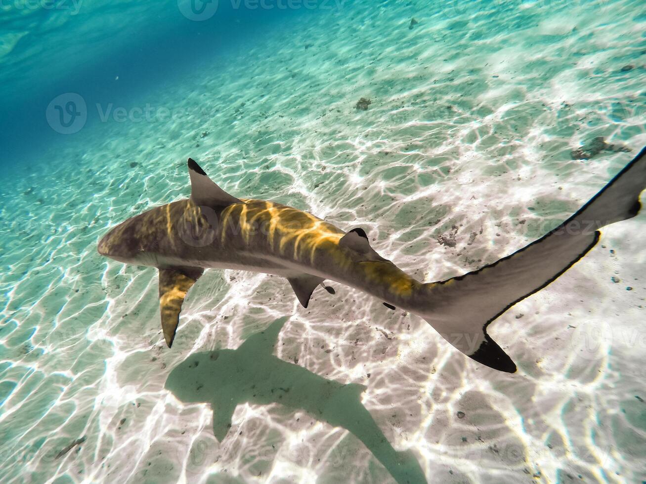 Sharks swimming in Bora Bora Island in French Polynesia during snorkeling on this island paradise and turquoise blue water. photo