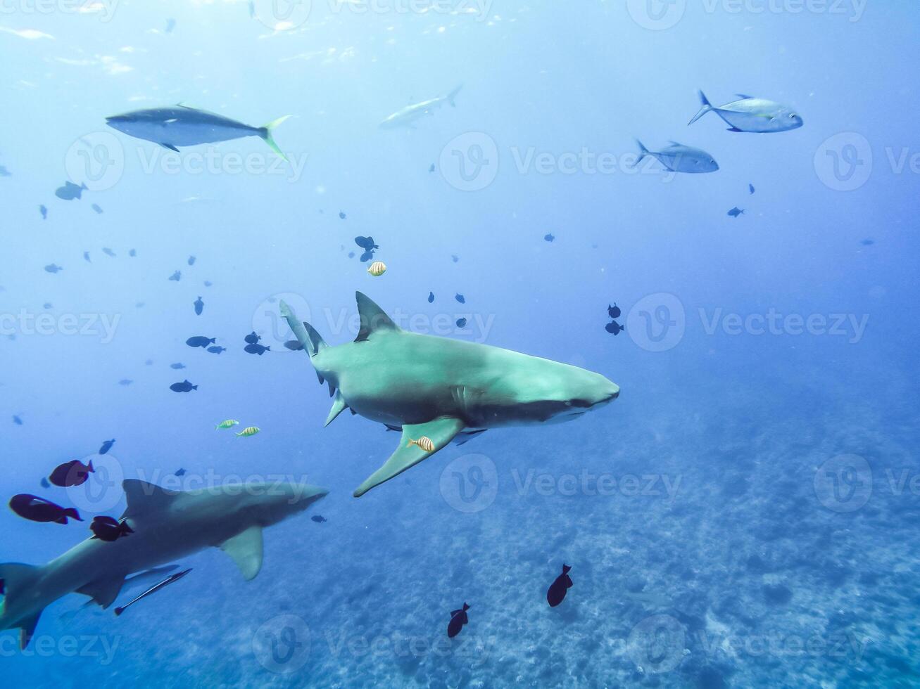 Sharks swimming in Bora Bora Island in French Polynesia during snorkeling on this island paradise and turquoise blue water. photo