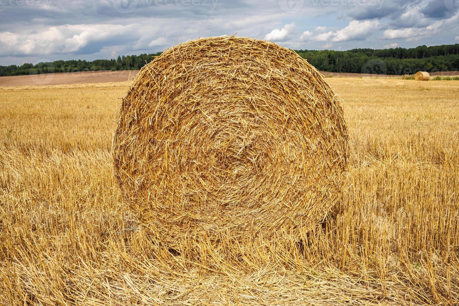 hay bales on harvested wheat field. cattle straw bedding photo
