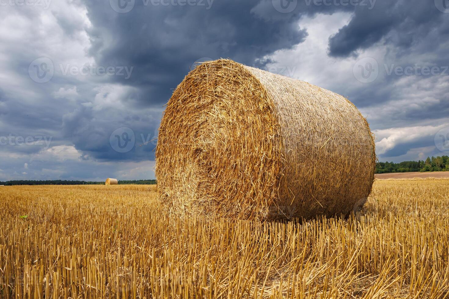 hay bales on harvested wheat field. cattle straw bedding photo