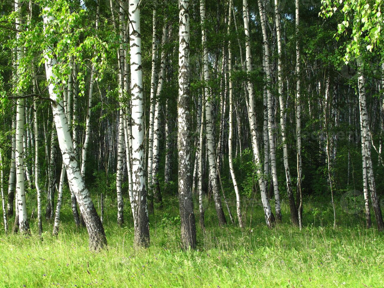 Beautiful summer landscape with birch trees photo