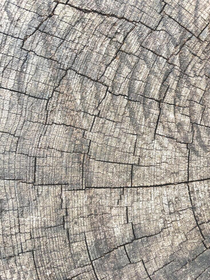 Abstract background from a tree intersection. photo