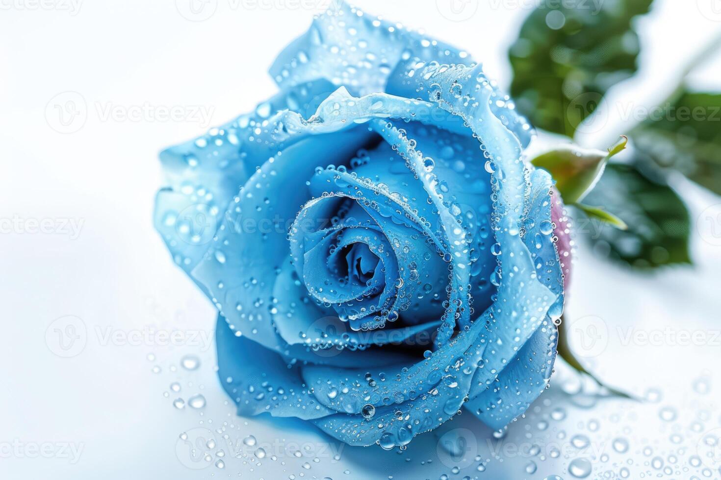 Light blue rose with drops of water on white background close-up image photo