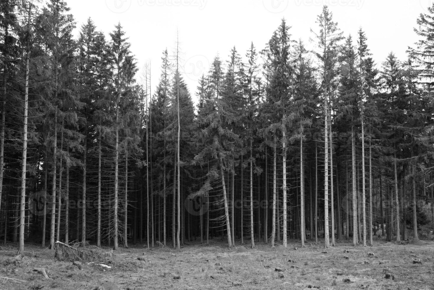 trees one 1High quality photo