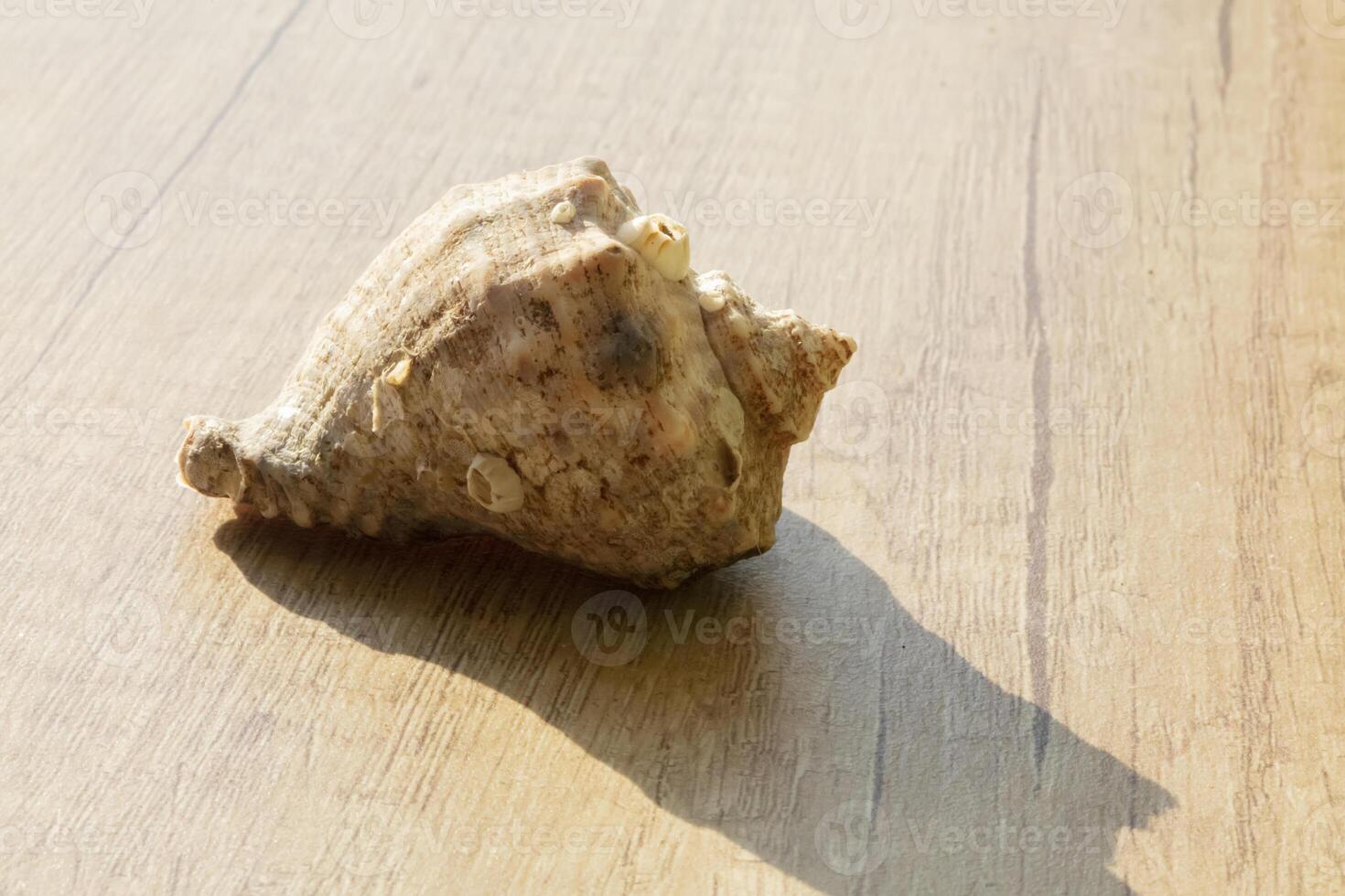 Seashell close up on a beige background with shadow photo