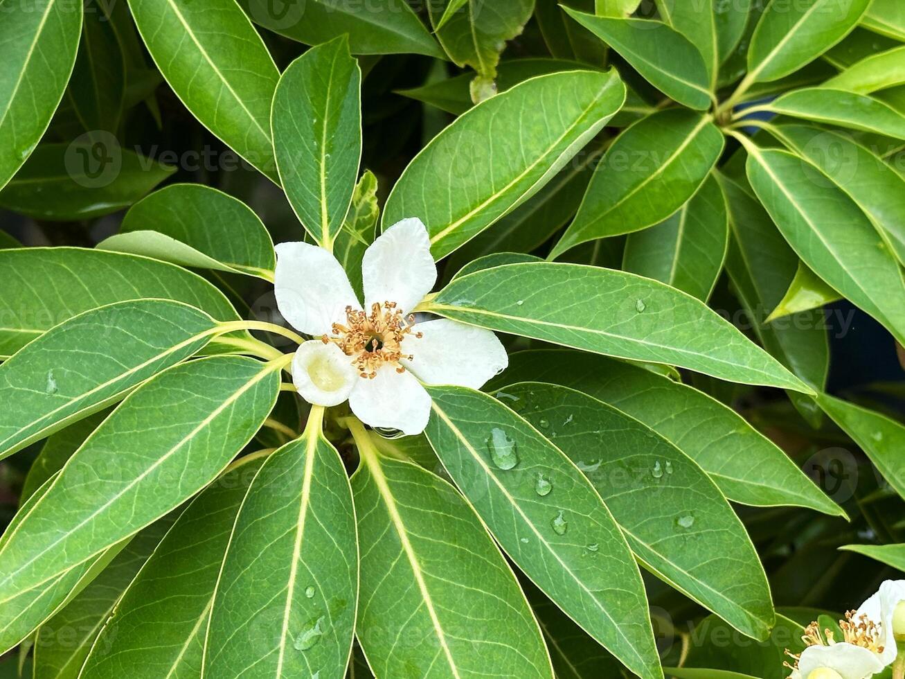 White Flower of a tropical tree on a background of green leaves with raindrops during rainy season. Close-up nature photography. Floral concept for web, print and more photo