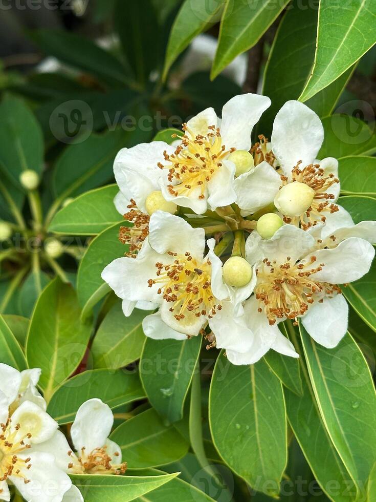 White inflorescence of flowers of a tropical tree with round fruits on a background of green leaves with raindrops. Close-up nature photography. photo
