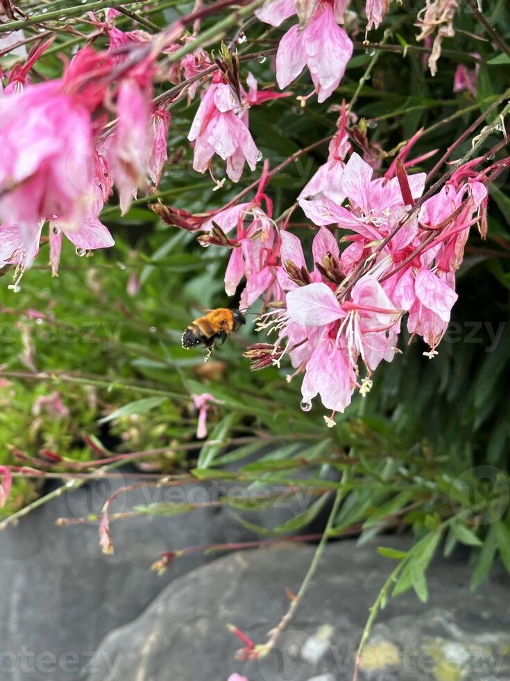 Bee flying towards a pink flower with green leaves and stones in the background. Close-up nature photography. Summertime floral concept for web, print and more photo