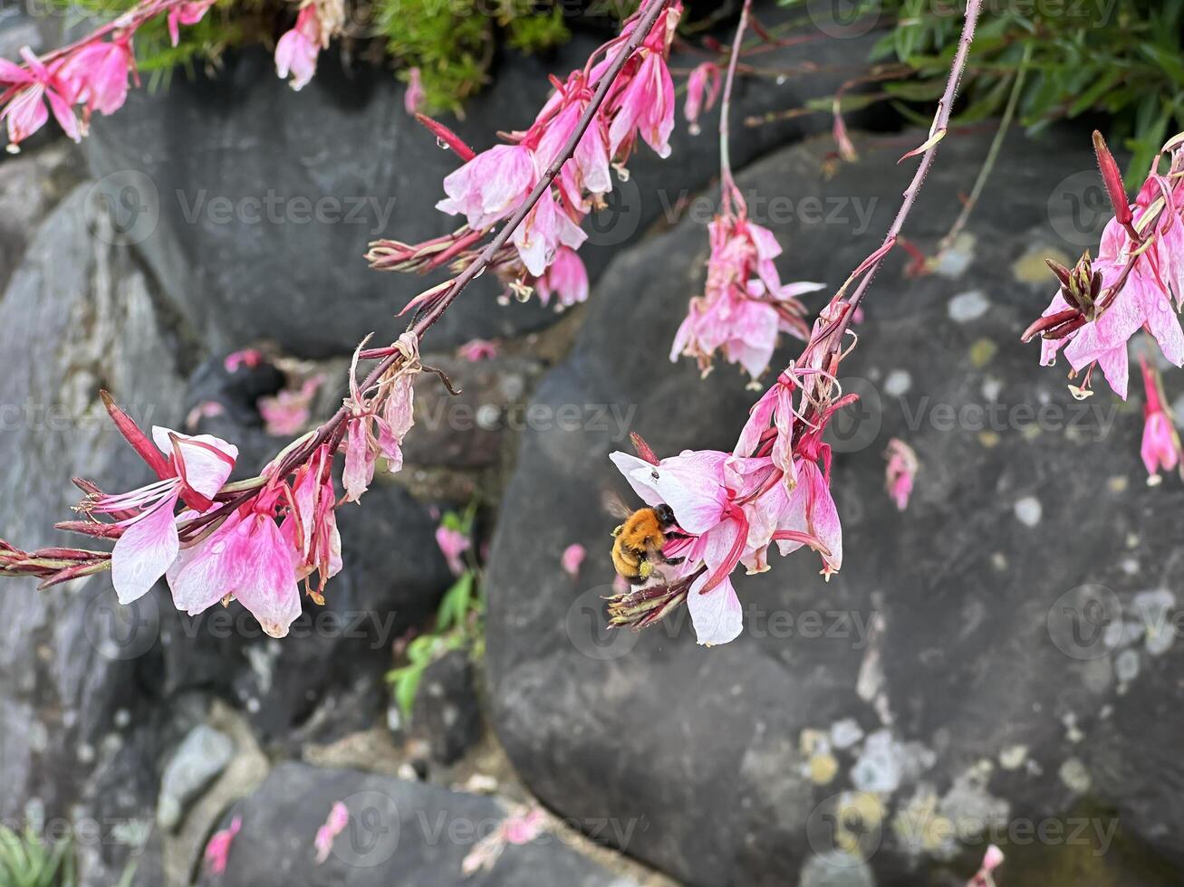 A Pink Flowers and Bee with Pollen, with stones and green leaves in the background.Close-up nature photography. Summertime floral concept for web, print and more photo