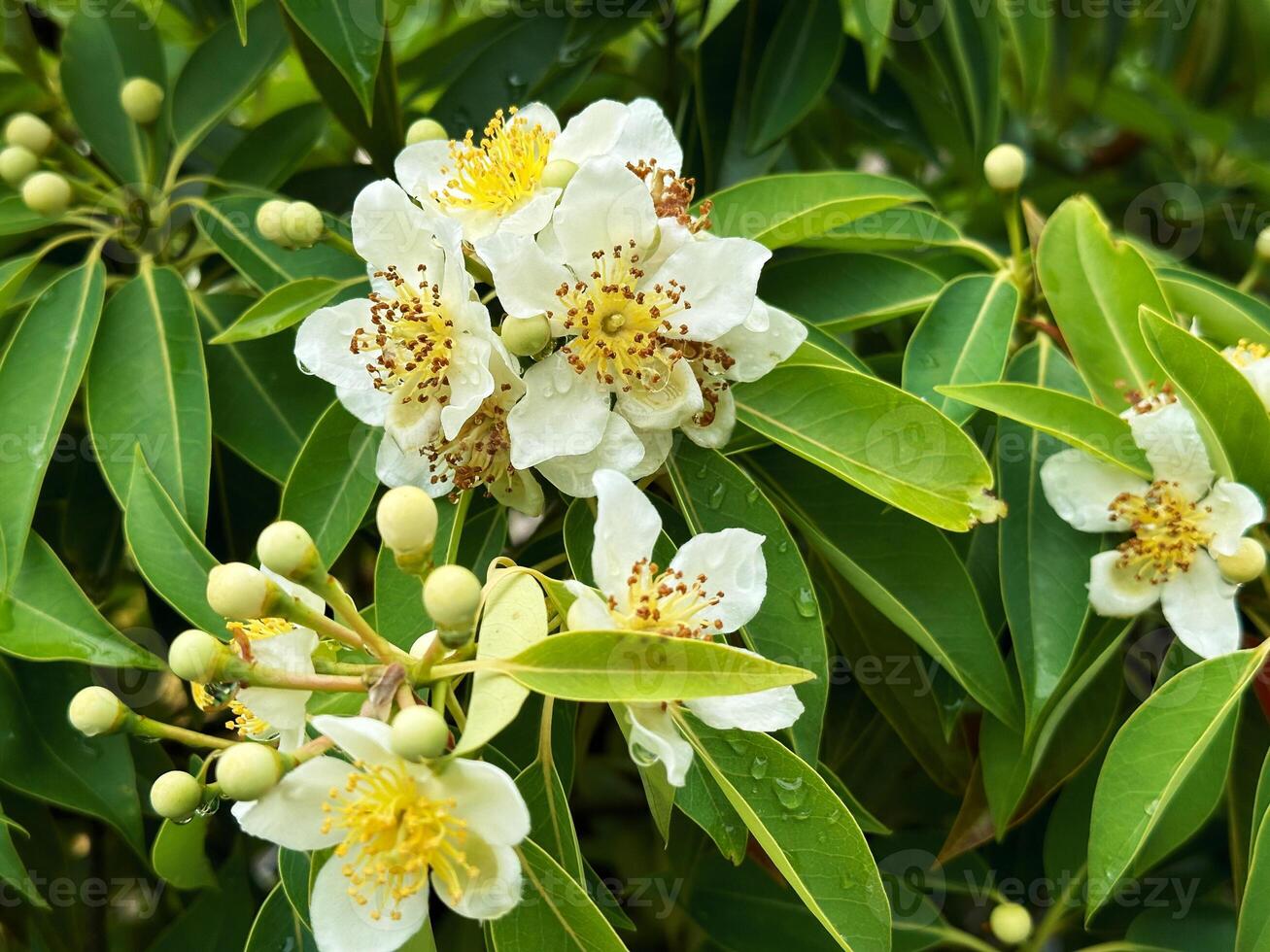 White flowers of a tropical tree with many round fruits on a background of green leaves with raindrops. Close-up nature photography. Floral concept for web, print and more photo