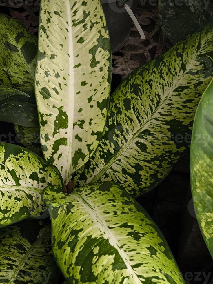Close-up image of a Dieffenbachia plant, also known as Dumb Cane, with its distinctive large, variegated leaves, highlighting the intricate patterns and textures photo