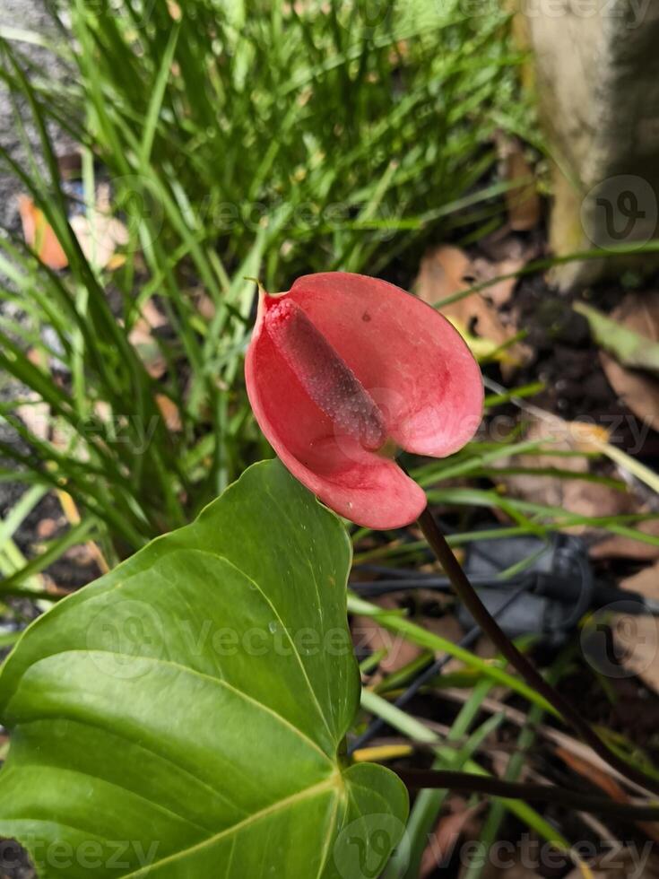 Large shiny red flowers of Anthurium andraeanum Linden ex Andre with large yellow cores among lush green foliage photo