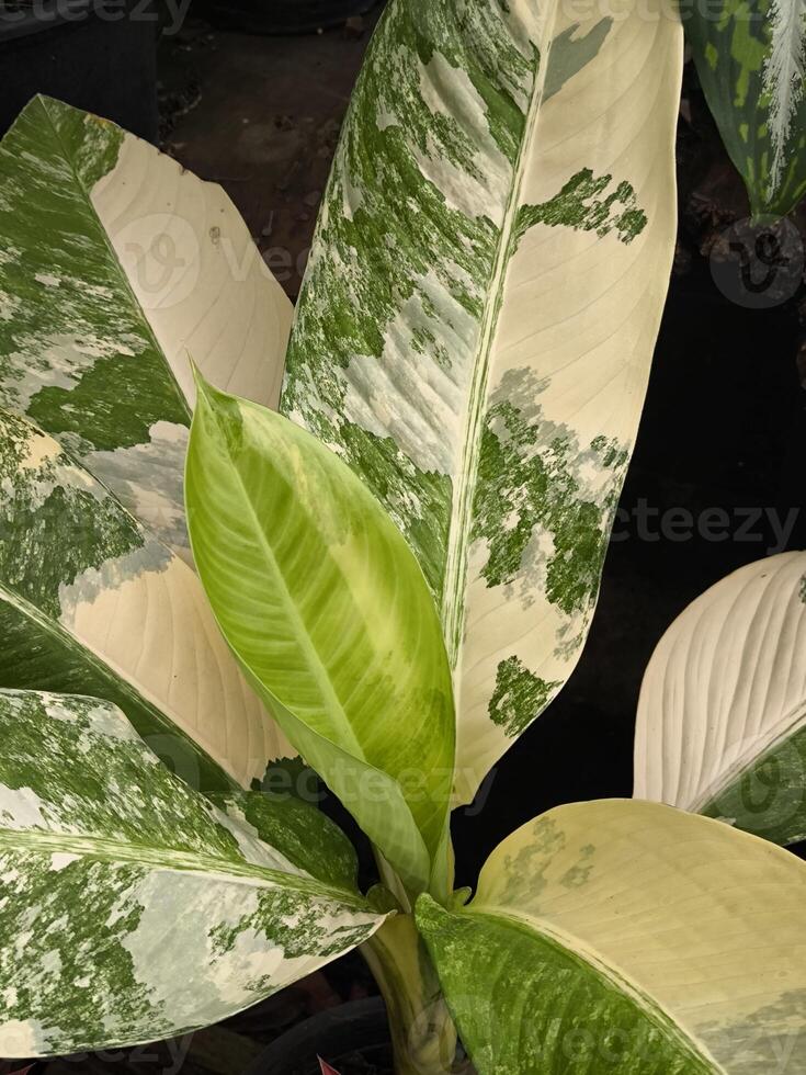 Close-up image of a Dieffenbachia plant, also known as Dumb Cane, with its distinctive large, variegated leaves, highlighting the intricate patterns and textures photo