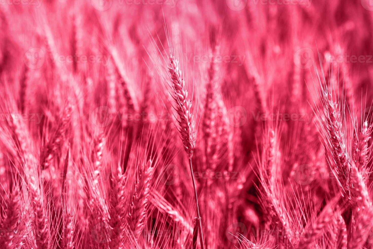 a close up of a field of red wheat photo