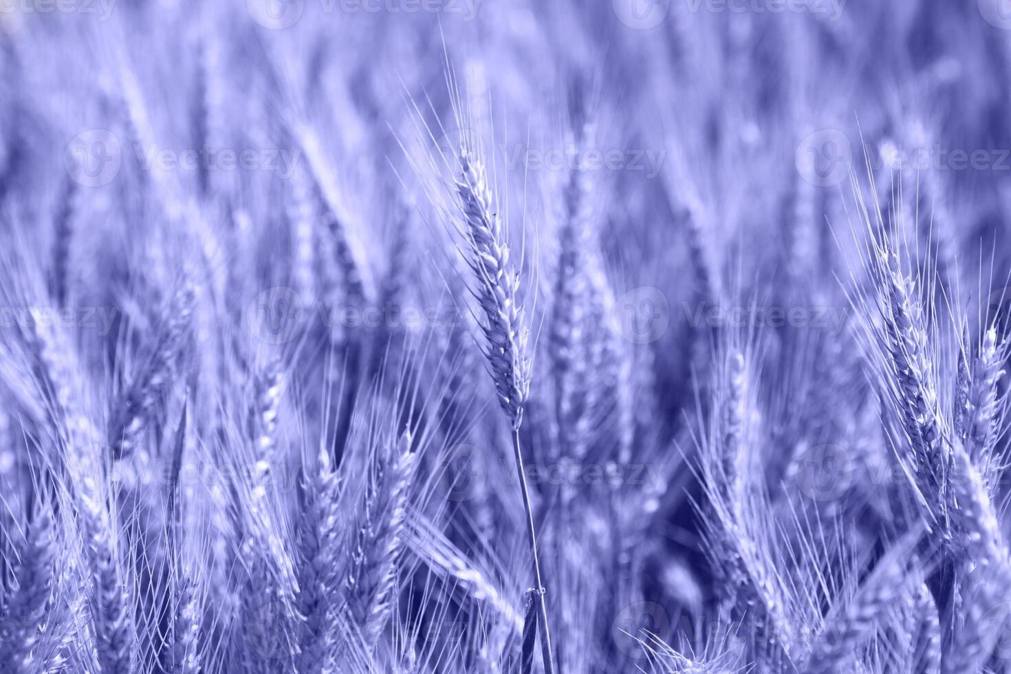 a close up of a field of wheat photo