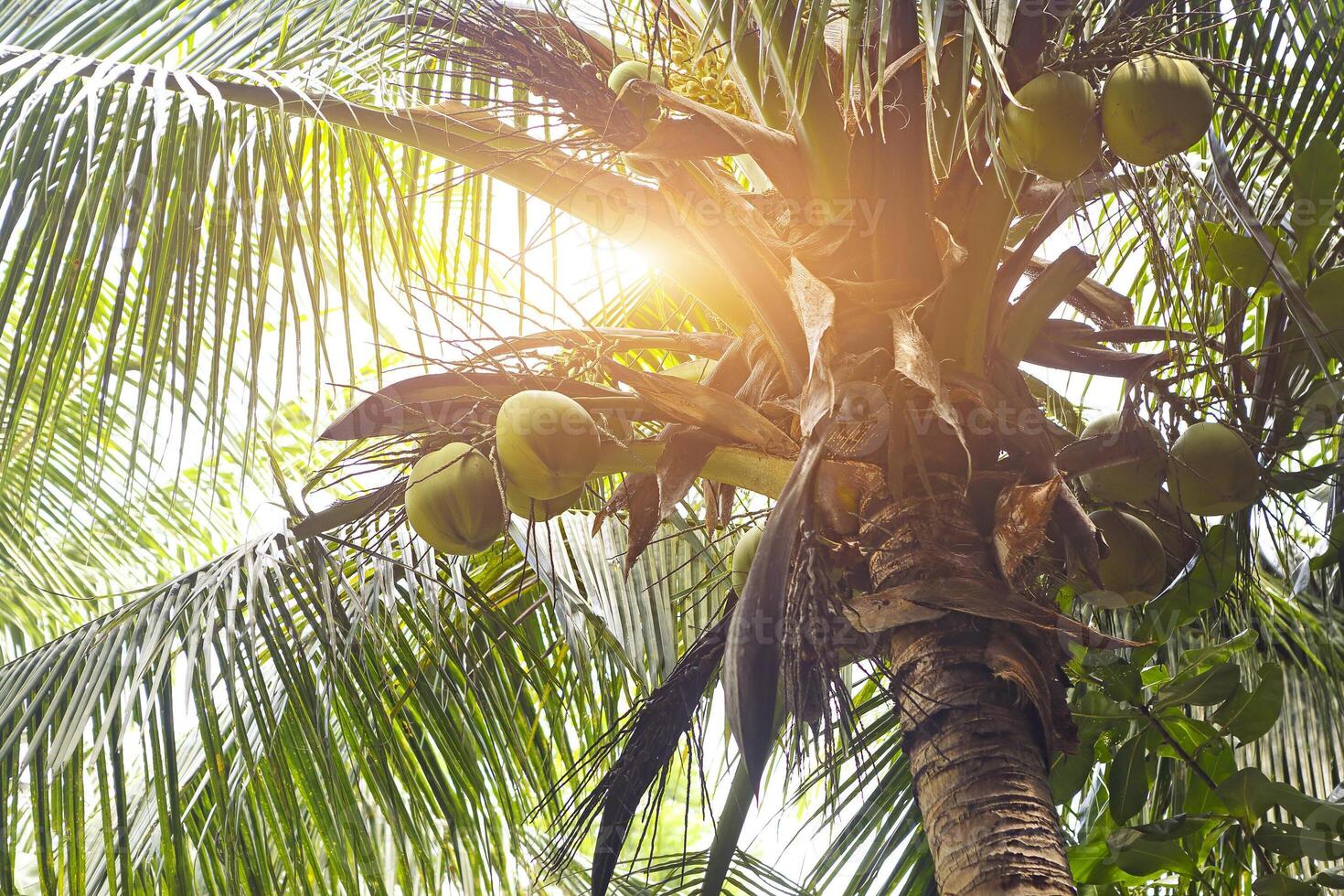 Retro toned coconuts in a palm tree photo