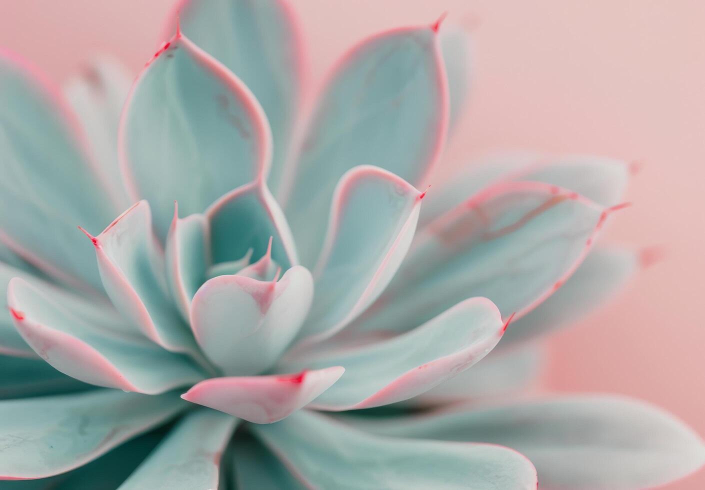Close-Up of a Succulent Plant photo
