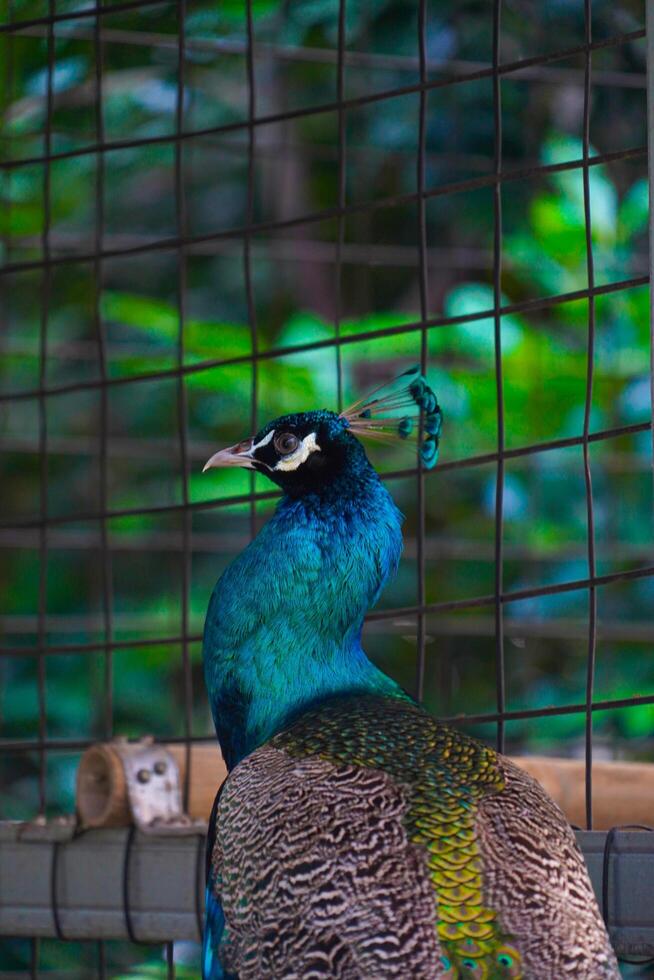 Vertical closeup shot of a peacock head photo