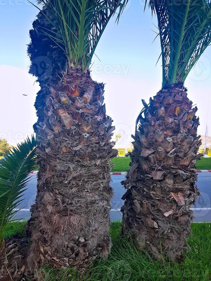 The stem of the palm trees photo