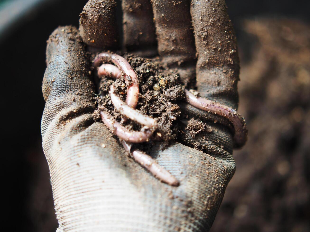 earthworm in soil for planting ang hand holding them photo