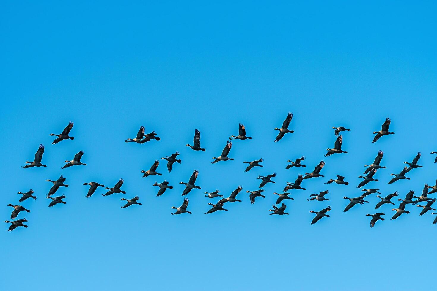 Avian Freedom Migratory birds flying in formation against clear blue sky during autumn migration with background photo