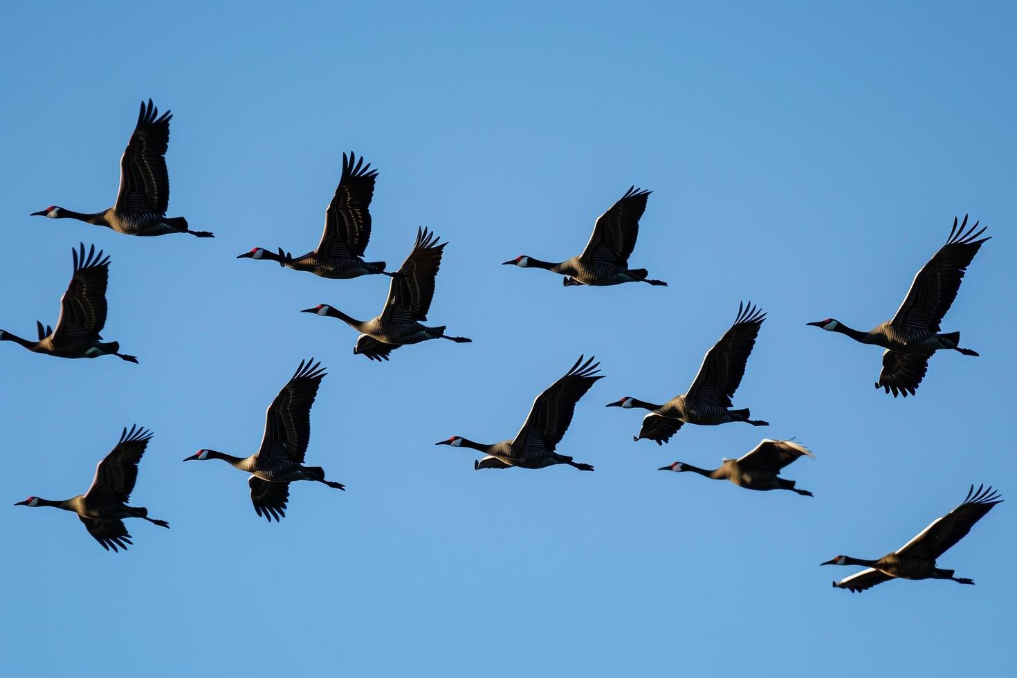 Avian Freedom Migratory birds flying in formation against clear blue sky during autumn migration with background photo