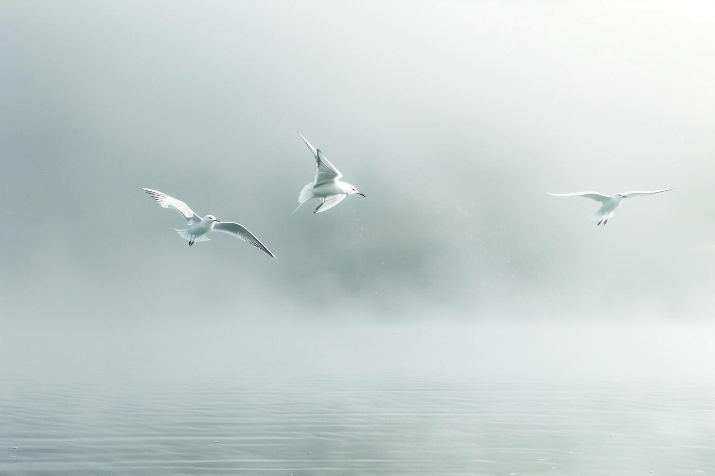 Abstract Arctic terns soaring through an ethereal mist over fjord. with misty fjord background. photo