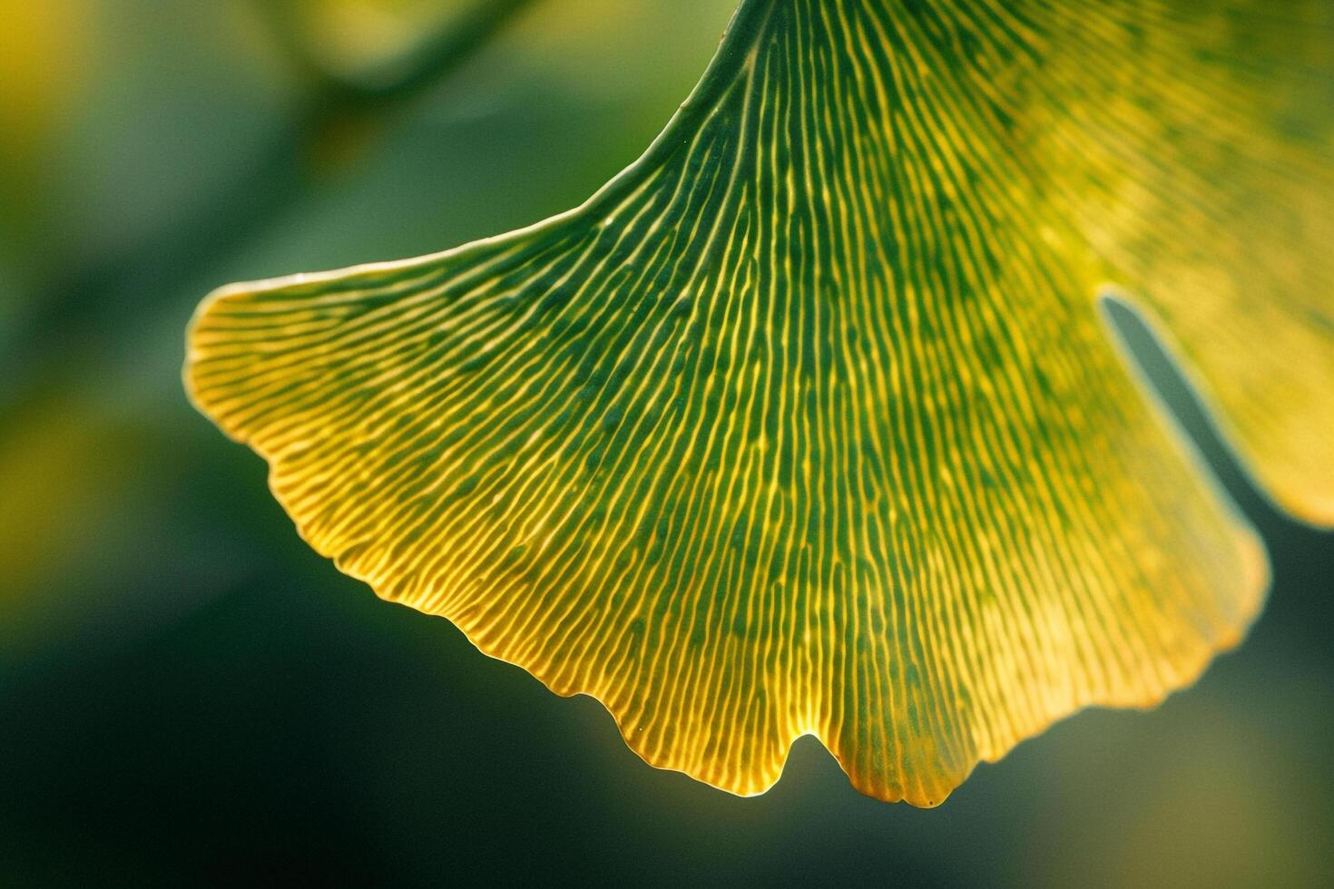 Delicate Veins on Ginkgo Leaf Background photo