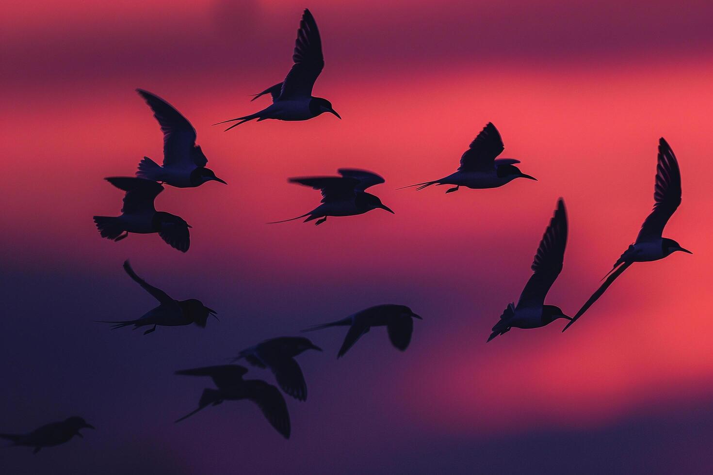 Arctic Terns Silhouetted Against the Vivid Hues of Polar Twilight Sky During Their Migration Background photo