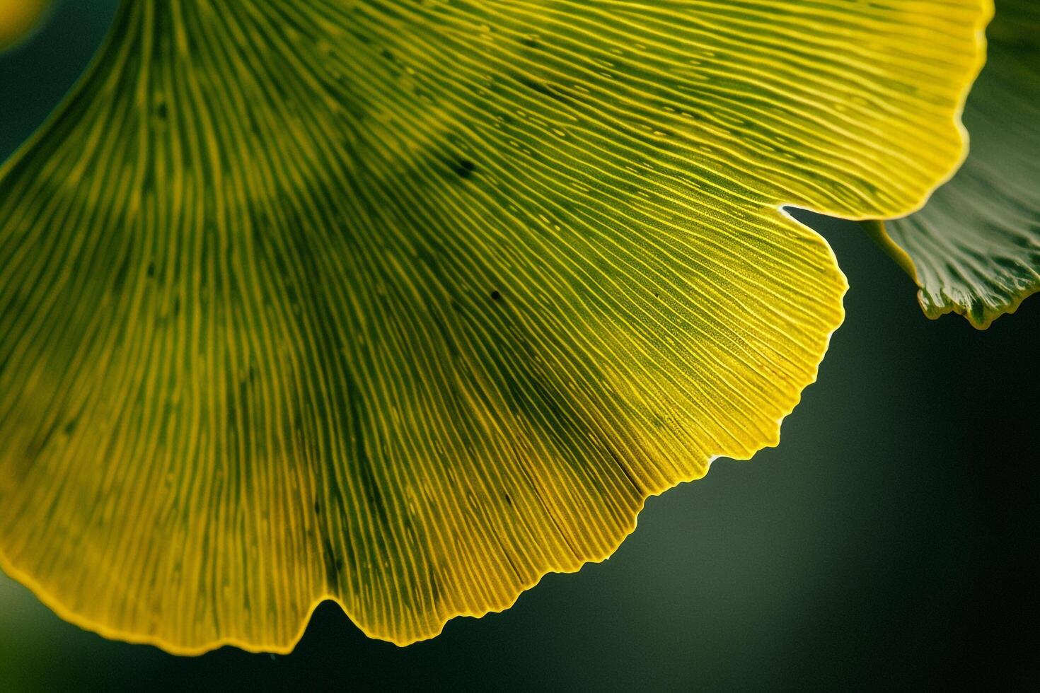 Nature of Delicate Veins on Ginkgo Leaf Background photo