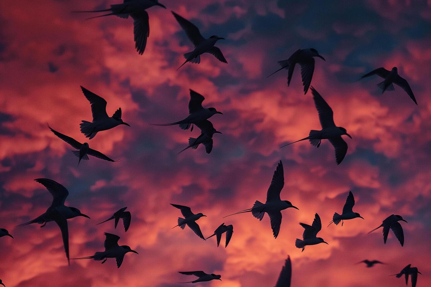 Arctic Terns Silhouetted Against the Vivid Hues of Polar Twilight Sky During Their Migration Background photo