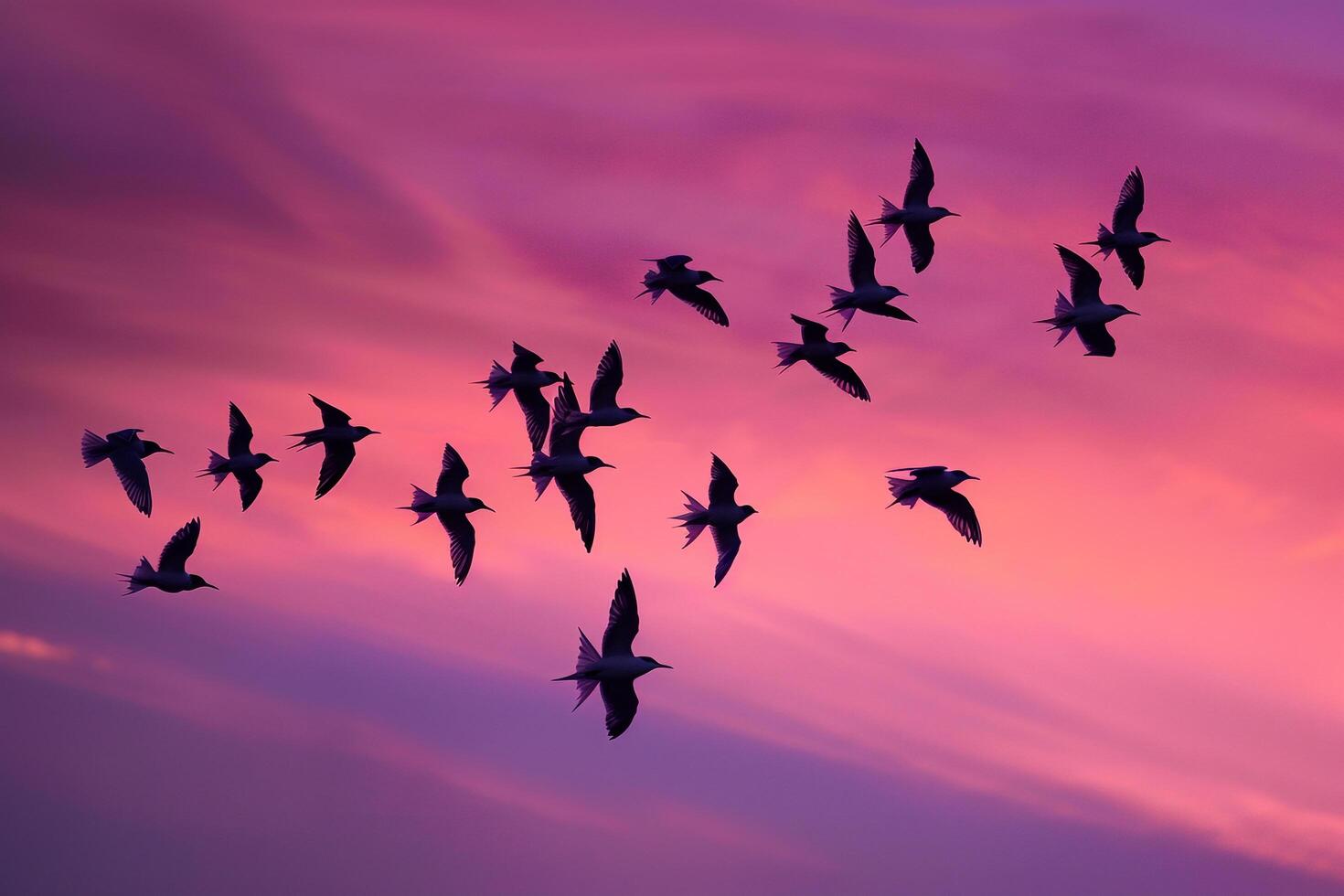 Arctic Terns Silhouetted Against the Vivid Hues of Polar Twilight Sky During Their Migration Background photo
