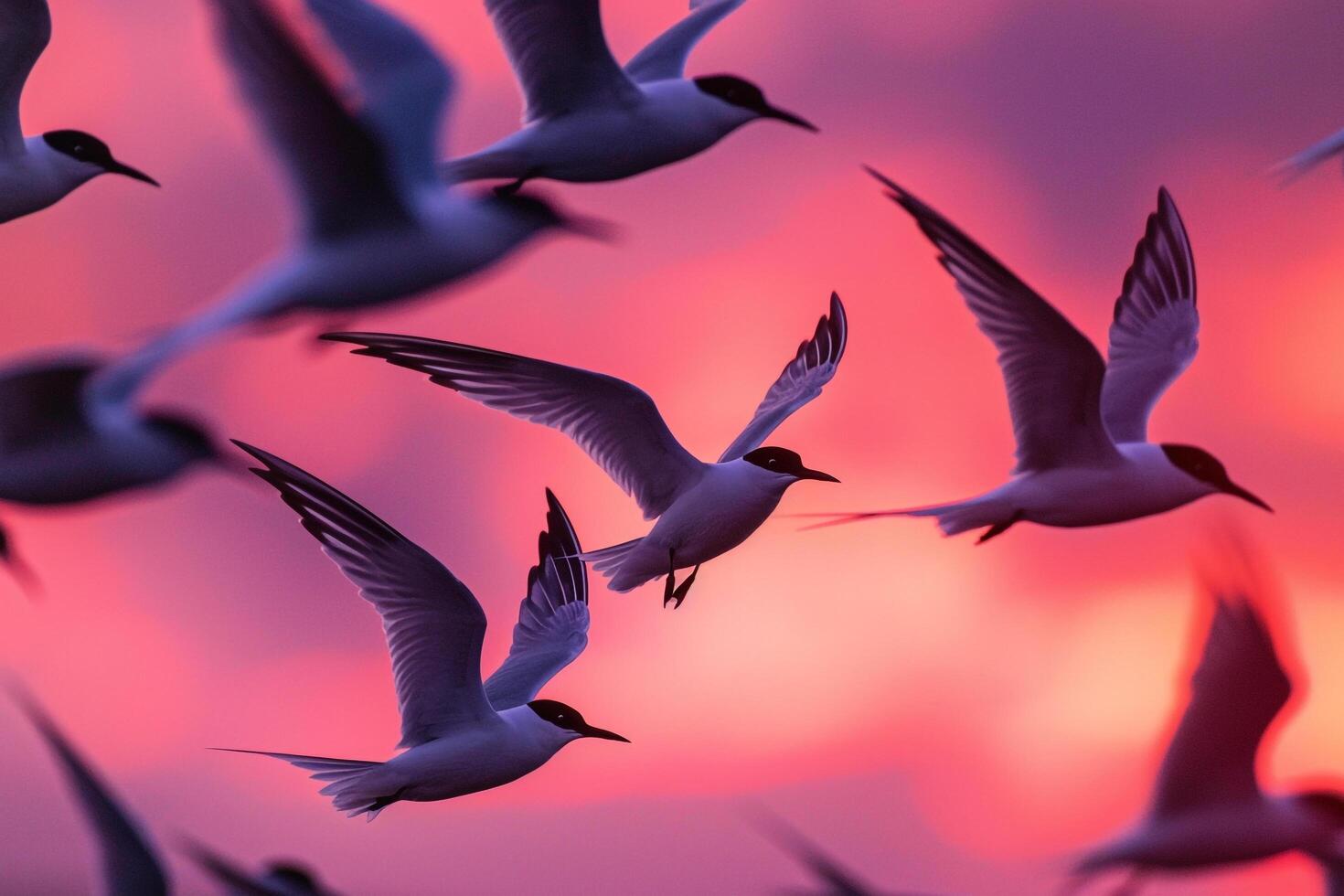 Arctic Terns Silhouetted Against the Vivid Hues of Polar Twilight Sky During Their Migration Background photo