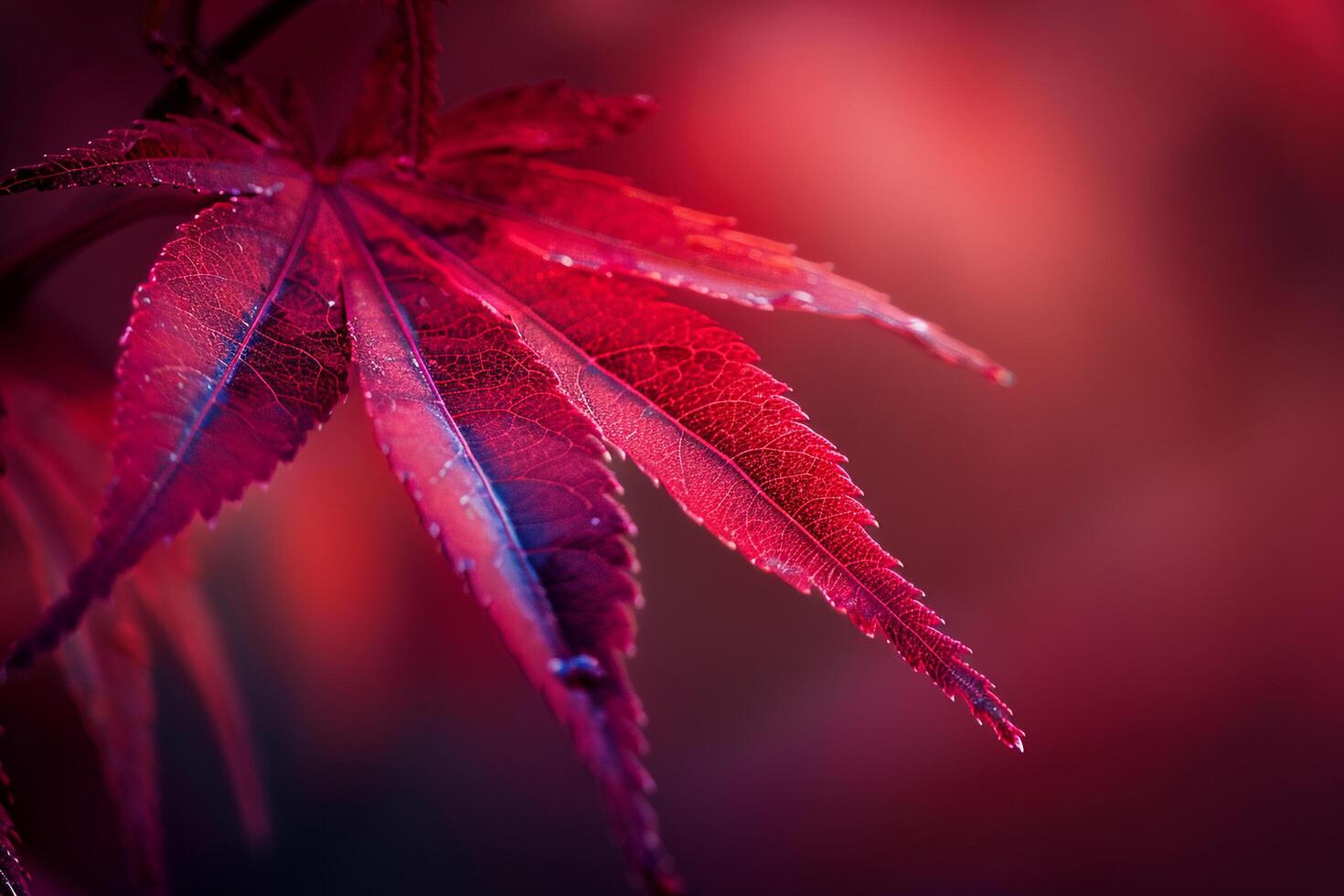 Nature of Vibrant Red Japanese Maple Leaf Against red Background Background photo