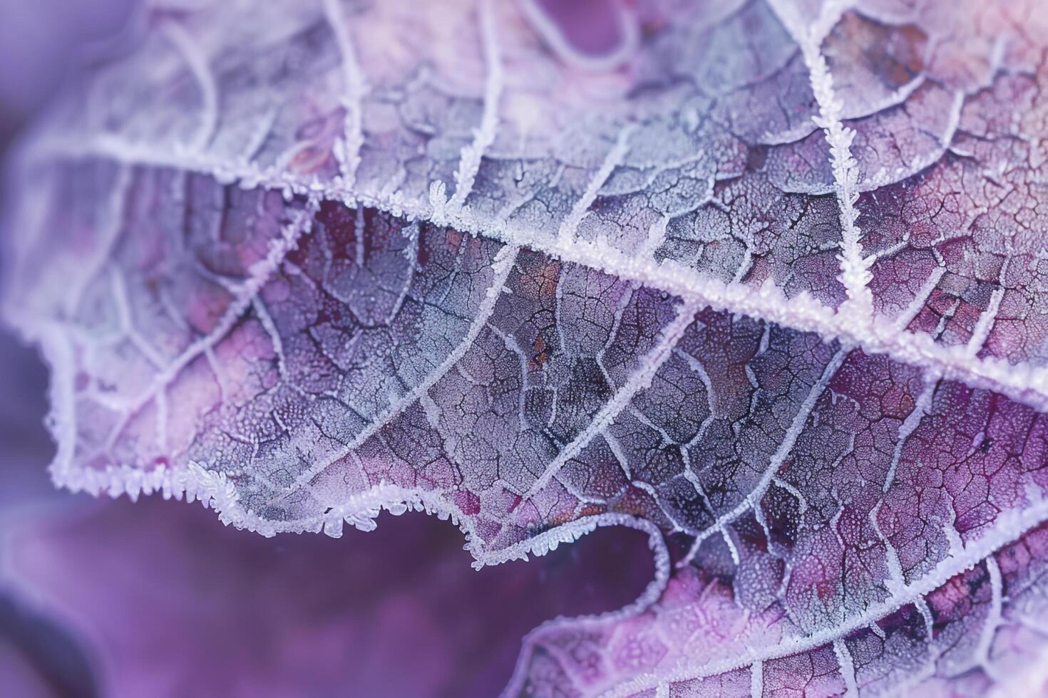 Nature of Intricate Frost Patterns on Maple Leaf Background photo
