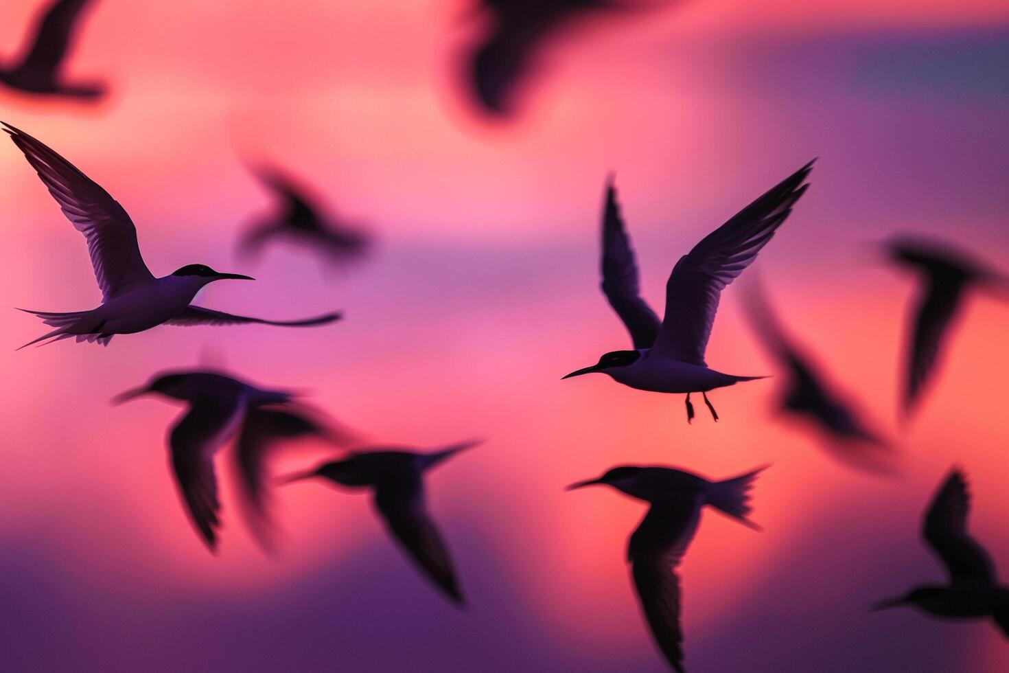 Arctic Terns Silhouetted Against the Vivid Hues of Polar Twilight Sky During Their Migration Background photo